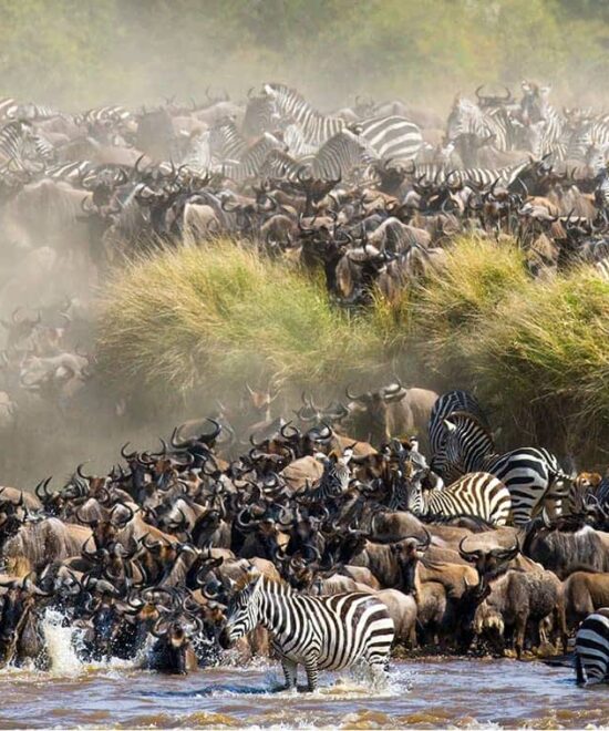 8 Days Serengeti Wildebeest Migration Safari Via Mara River