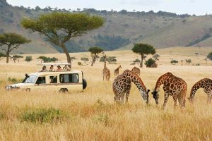 Tanzania Top 5 Safari