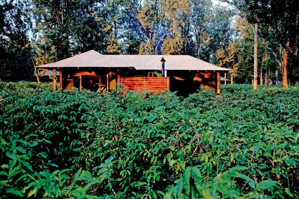 coffee plantation