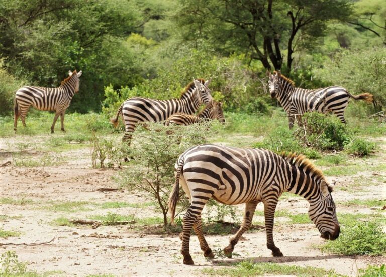 when is the best time to go on a Safari in Tanzania