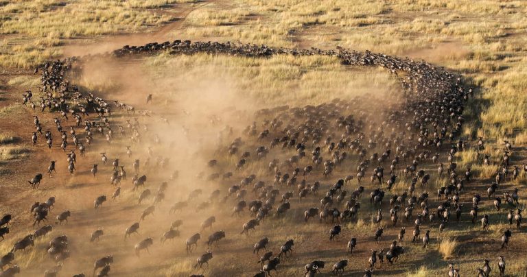 Top safari destinations for great migration