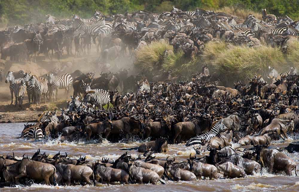 great migration in Tanzania