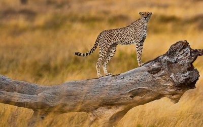 3-Days-Serengeti-National-Park-Safari (1)