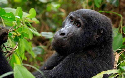 15 DAYS TANZANIA SAFARI, GORILLA TREKKING IN UGANDA & RWANDA