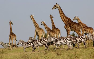 MIKUMI NATIONAL PARK