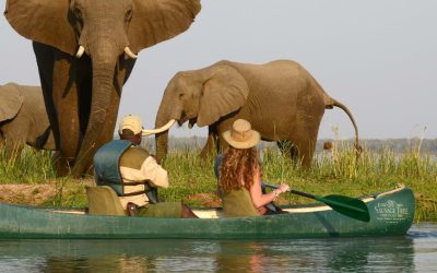 call Tanzania Safaris