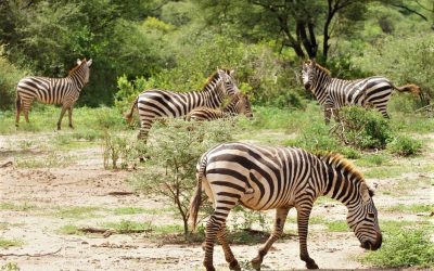 when is the best time to go on a Safari in Tanzania